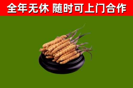 杜集区回收冬虫夏草