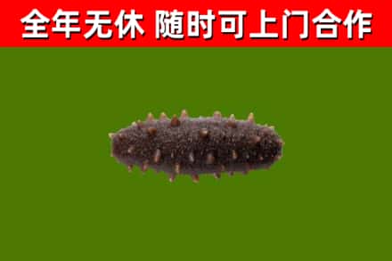 杜集区回收海参干